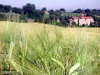Spighe di grano