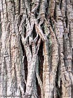 corteccia di albero