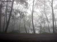 Alberi nella nebbia