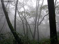 Alberi nella nebbia