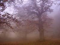 alberi nella nebbia