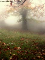 Albero nella nebbia