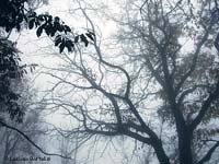 rami nella nebbia