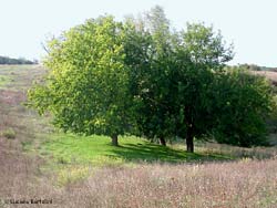 Alberi verdi