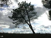 Albero