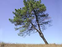 Albero