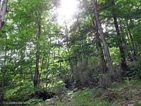 Il bosco in estate