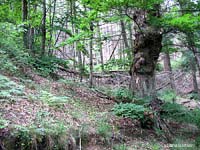 Il bosco in estate