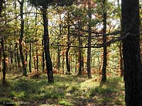 Il bosco in autunno