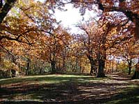 Vecchio castagneto in autunno