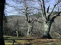 Vecchio castagneto in inverno