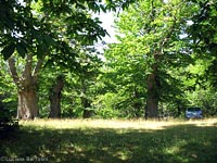 Castagneto in luglio