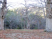 castagneto in novembre