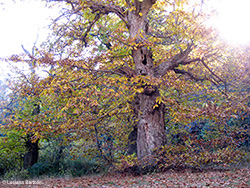 Vecchio castagno in autunno
