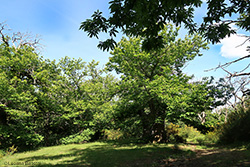 Vecchio castagneto a giugno