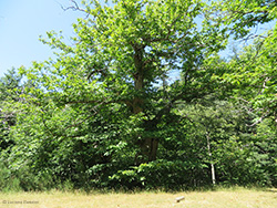Vecchio castagneto in estate