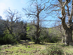 Vecchio castagneto in Aprile