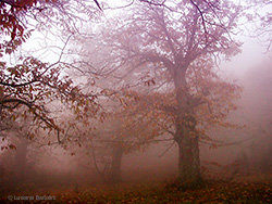 alberi nella nebbia