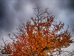 Castagneto in autunno