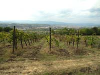 Vigna con panorama del valdarno