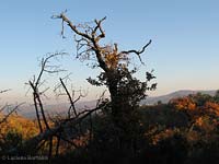 Albero secco a Montozzi