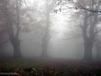castagneto avvolto nella nebbia