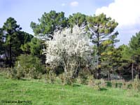 Biancospino fiorito Biancospino fiorito