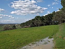 nuvole sopra la pineta