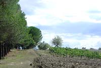 campo arato e pineta