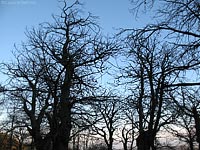 castagneto in novembre