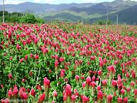 Campo di Trifolium incarnatum