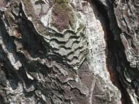 corteccia di pino