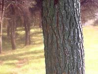 tronco di pino