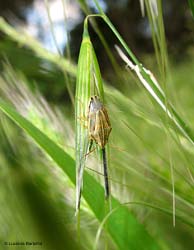 Aelia sp. Aelia sp.