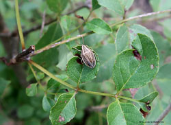 Aelia acuminata Aelia acuminata