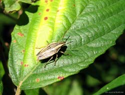 Aelia acuminata Aelia sp.