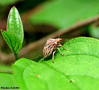 Ancyrosoma leucogrammes Ancyrosoma leucogrammes