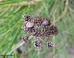 Ancyrosoma leucogrammes Ancyrosoma leucogrammes