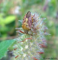 Carpocoris sp. Carpocoris sp.