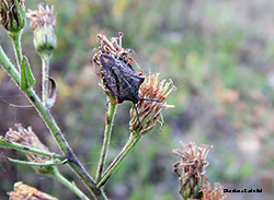 Carpocoris sp Carpocoris sp