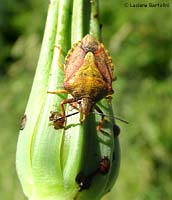 Carpocoris specie Carpocoris specie