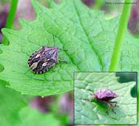 Eurygaster maura