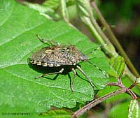 Rhaphigaster