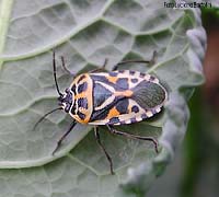 Eurydema ventralis Eurydema ventralis
