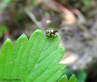 Giovane pentatomide