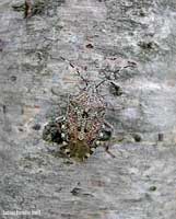 Rhaphigaster nebulosa