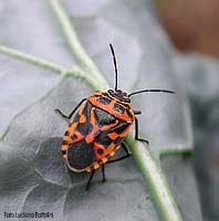 Eurydema ventralis di color arancione e nero Eurydema ventralis di color arancione e nero