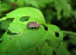 Dyroderes umbraculatus Dyroderes umbraculatus