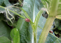 Dyroderes umbraculatus Dyroderes umbraculatus
