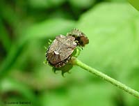 Dyroderes umbraculatus Dyroderes umbraculatus
